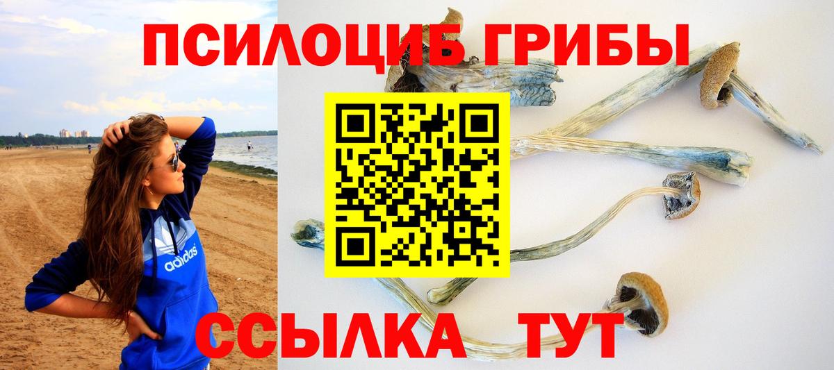 Галлюциногенные грибы Psilocybe Свободный